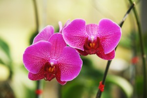orchid-1526655_1920