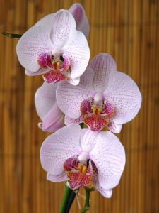orchids-1378321_1280