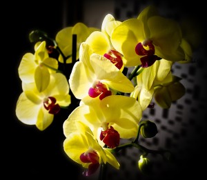 orchids-783182_1920